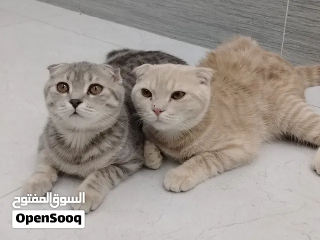 سكوتش فولد للبيع