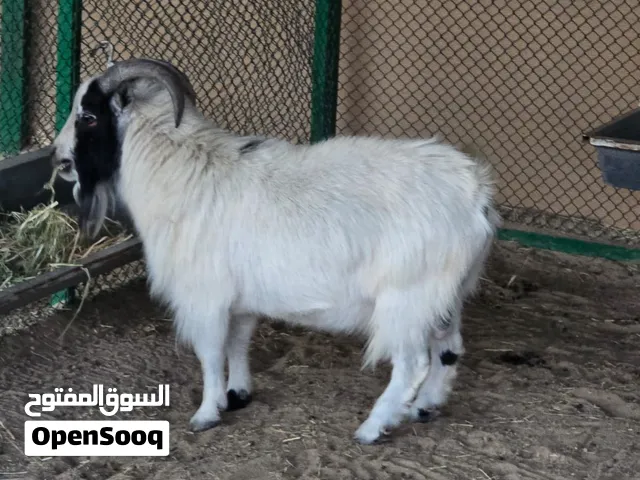 تيس البقمي القزم