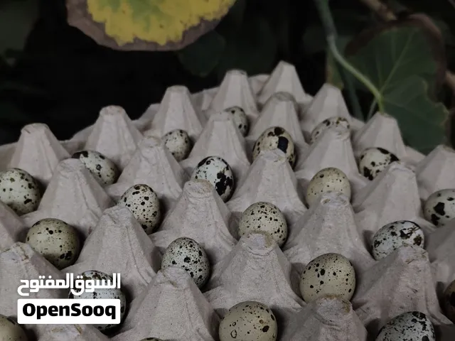 بيض سمان للأكل Quail eggs