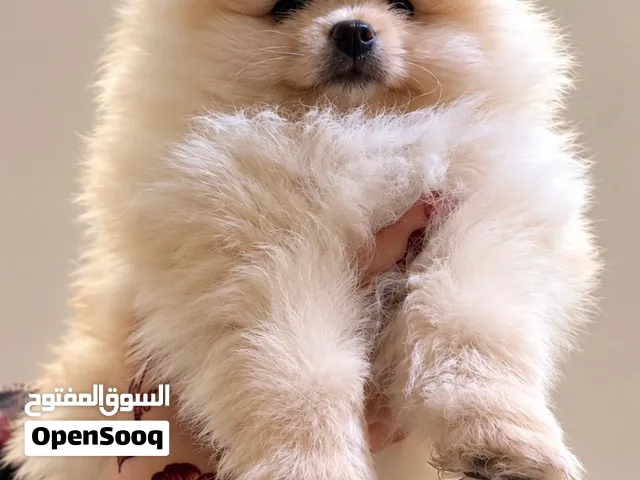 Pomeranian puppy’s