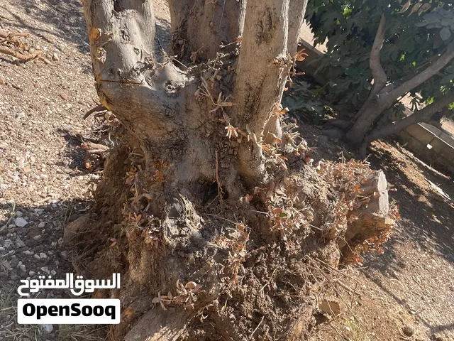 حطب زيتون ثقيل