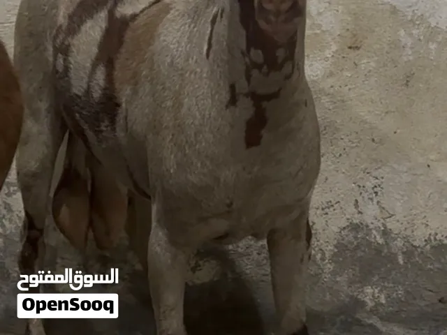 للبيع تيس فرور صلالي ثلجي مستوا طيب حلال نضيف