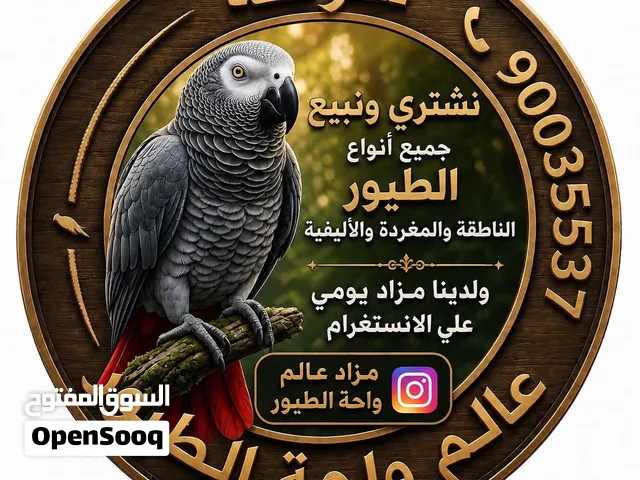 نشتري جميع انواع الطيور الناطقة والمغرده والاليفة