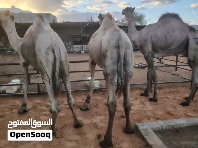 جمال للبيع