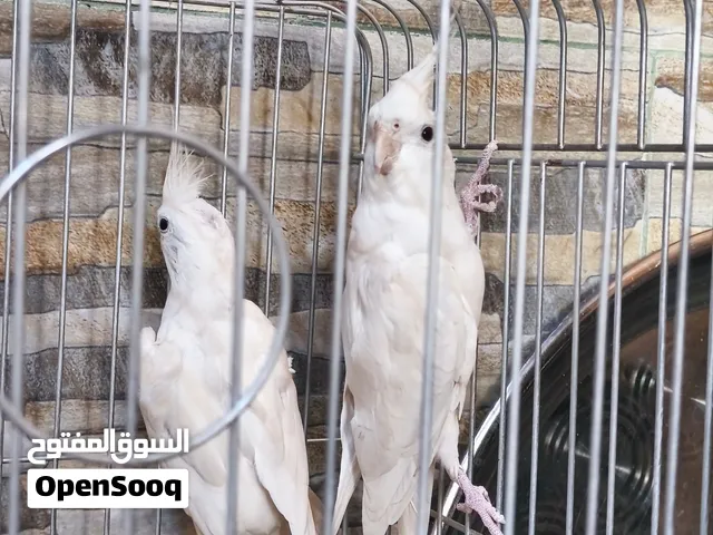 زوج كوكتيل للبيع لون ابيض ناصع و جميل و لون العين سوداء حجم طبيعي