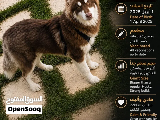 Info in the picture المعلومات في الصورة