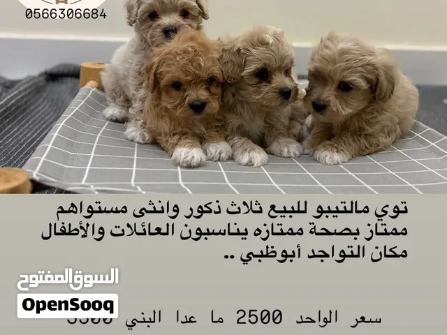 توي مالتيبو  مستوي عالي