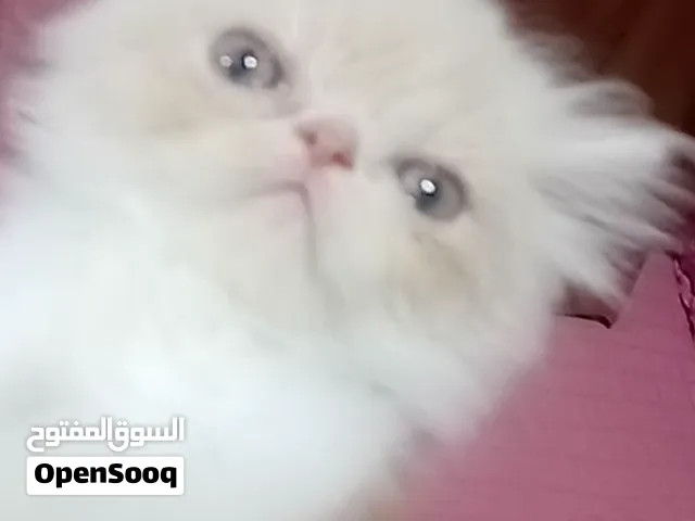 قط كيتن بيرشن كريمي زورار 59 يوم