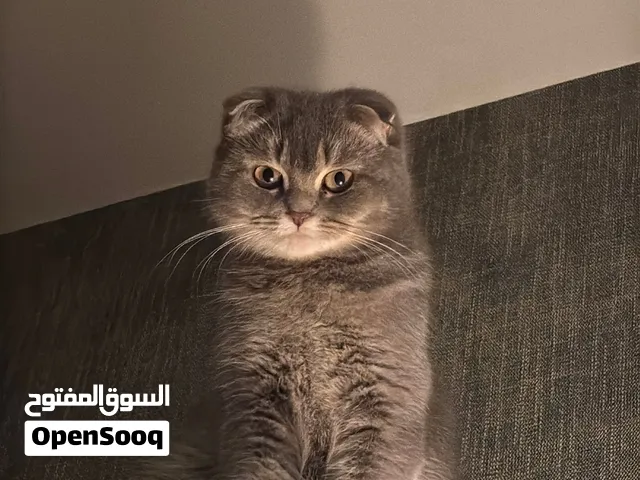 قطه أنثى سكوتش فولد عمرها سنتين