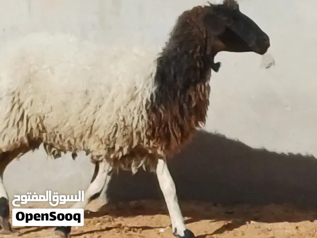 نعجة عشار للبيع، سنها سداس