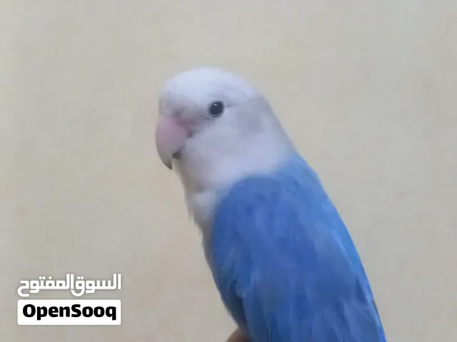 للبيع طير روز أليف جداً مناسب للأطفال