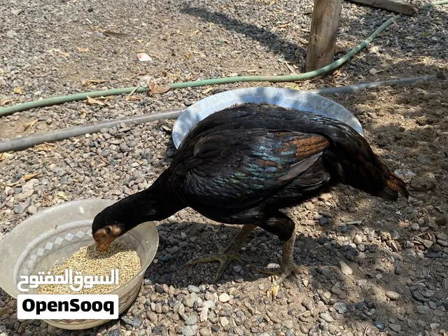 دجاجه ميوالية