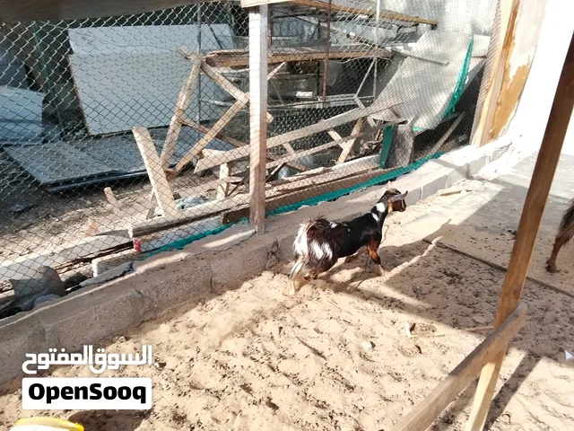 Goat, Pigeon, Budgies, Canary, Cocktail Available for sale,.Sharjah Al zubair