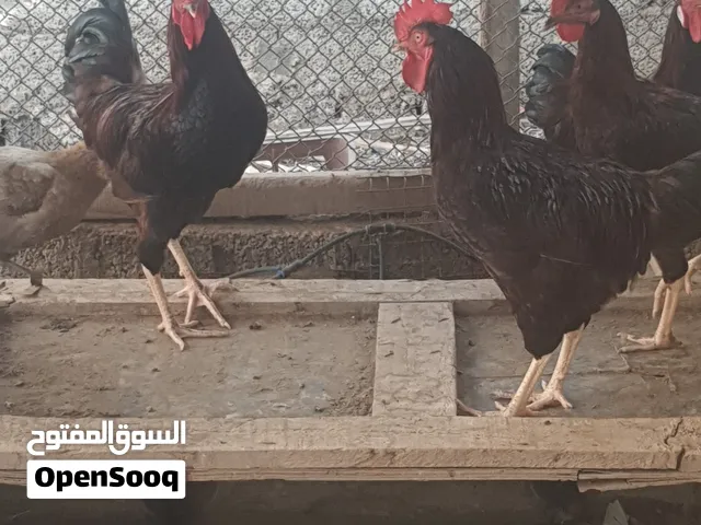 دياكه بيور فرنسي العسلي بدون تهجين