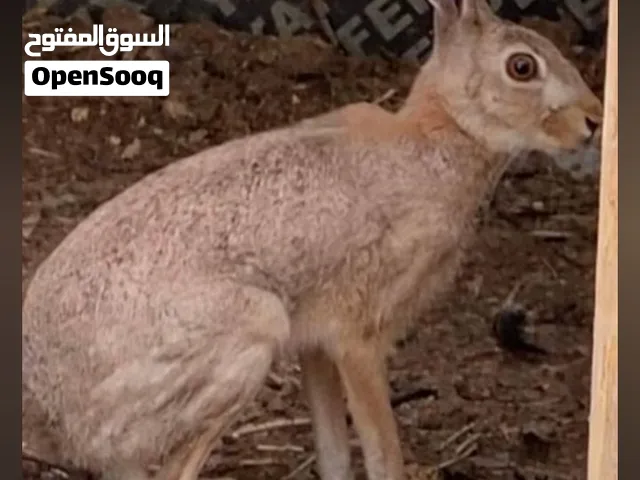 456664456ع