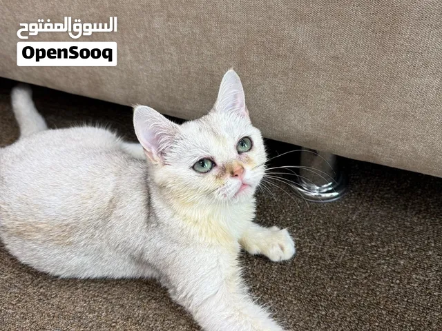 Urgent Sale – Adorable 5-Month British Shorthair kitty Passport + All Accessories –