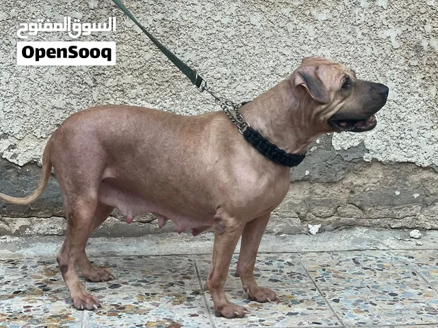 بيت بول ريت نوز