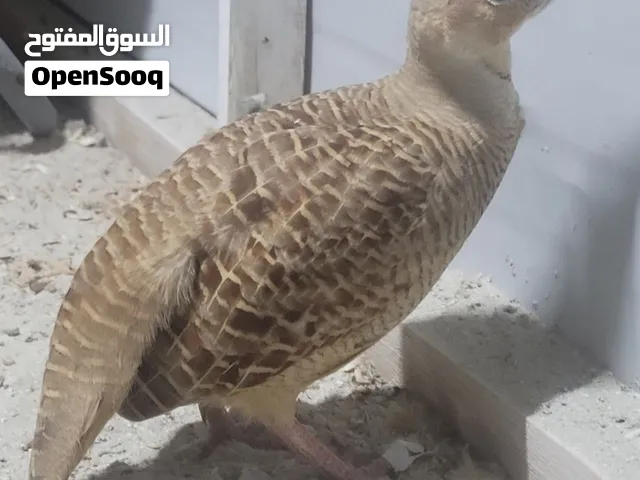 Only whatsapp  Golden irani teeter male for sale