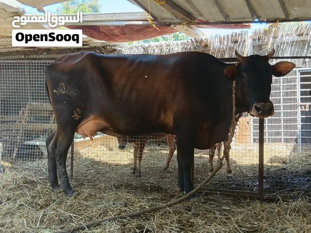 بقره نمساويه مع بنتها