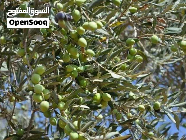 مطلوب أشجار زيتون مثمر