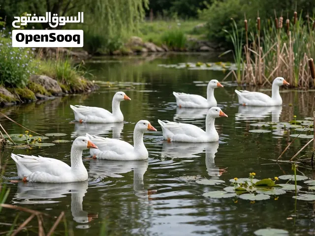 أوز العدد6 المكان الزاوية