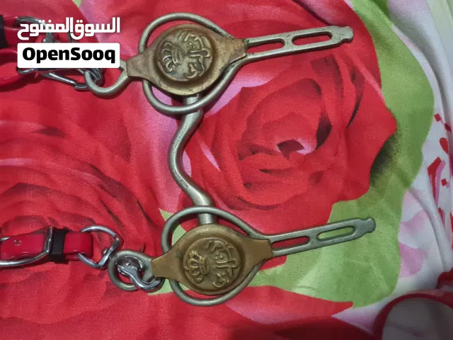 حصان عربي مصري دام نقي عمر سنتين