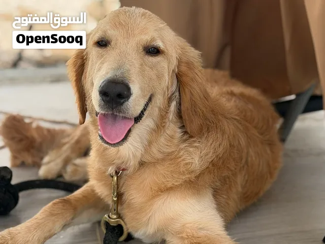 Golden Red River is a 6-month-old female  level very high جولدن رتريفر أنثى مستوى عالي جدا