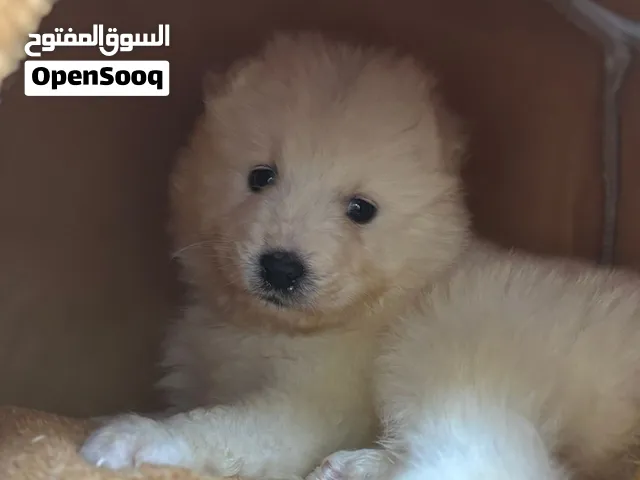 جراء ساموايد samoyed puppies