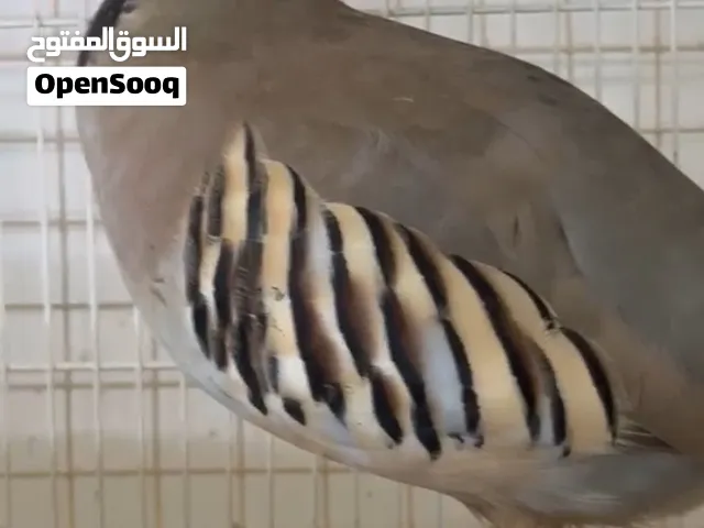 طيور حجل باكستاني