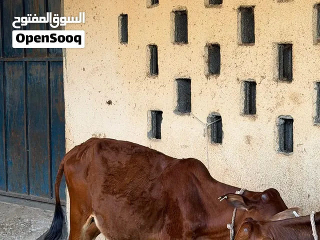عجال للبيع الي له خاطر ما عليهن كلام