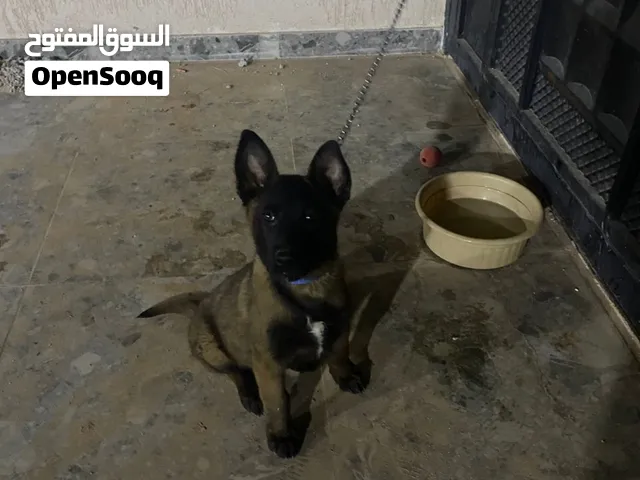 السلام عليكم