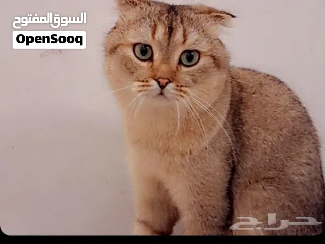السلام عليكم قط ستوكش فولد للبيع ذكر اللي يبغى يتواصل على هذا الرقم
