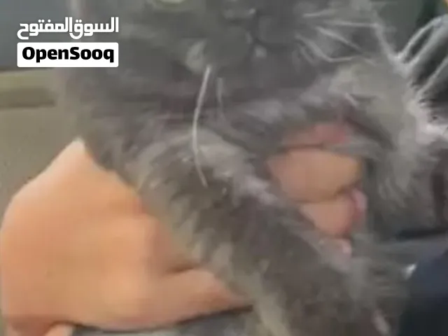 قط سكوتش فولد للتبني واخد كل التطعيمات مع كل أغراضه