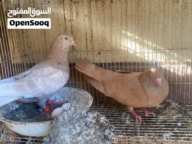 للبيع ازواج قلاب