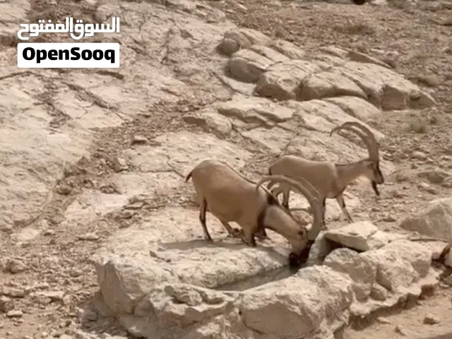 مطلوب. ارانب 7 حبات فلوسهم اخر اشهر ضروري للعلاج