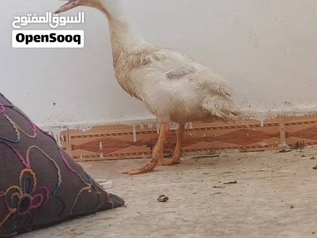 بطه للبيع صغيره حجم ماشاء الله مع الخم للبيع كامل سعر 7 او للبدل على جوز حب مع قفص