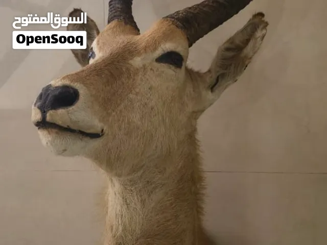 للبيع مجموعة من التحف والديكورات الفاخرة