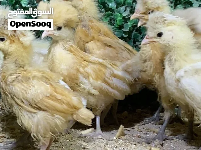 (( فروخ بولش هولندي ))