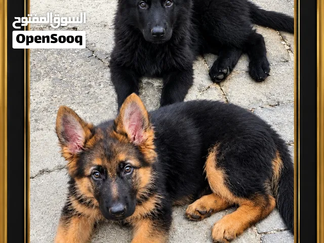 Pure Long Coat Showline German Shepherd 3 months old Puppies