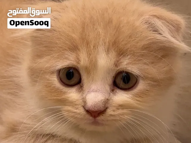 قطط عمر شهرين سكوتش مكس شيرازي
