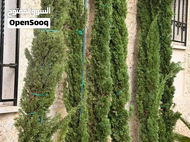 للبيع مجموعة من اشجار سرو 3 امتار واكثر لتزيين حدائق المنزل