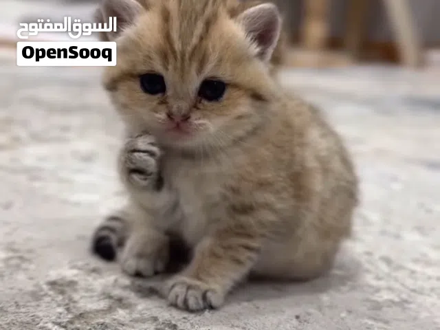 Scottish kitten available