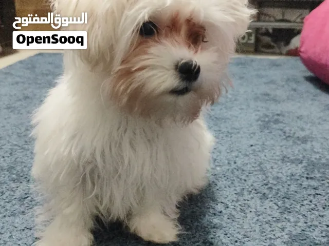 4 Month old Maltese puppy (price CAN be lowered)