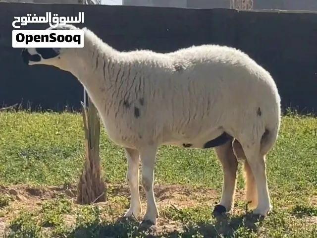 نعجه طوقه طابه ربي ابارك مد او علو او تراكيب سنها اسداس قايمه او شديتها للفحل عندي امس اوصورتها فديو