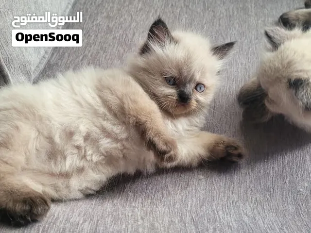 سيامي بيور