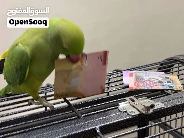 البيع متوه ربوه انثى متكلام