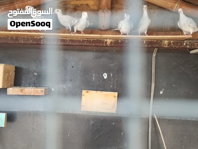 محميه ياكريم دبل كرست العدد 6