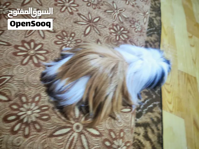 ارنب هندي مقزم  اليف شعر طويل