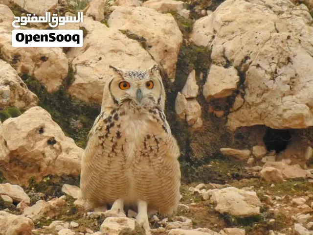 مطلوب بومة فرعونية للبيع