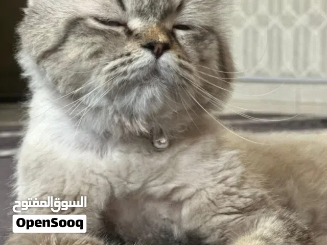 قط شيرازي هملايا ذكر غير مخصي